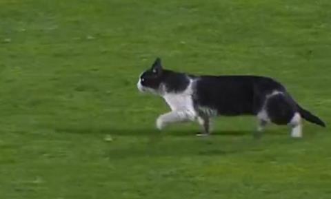 ΒΙΝΤΕΟ: Γάτα διέκοψε το ματς της Σπόρτινγκ