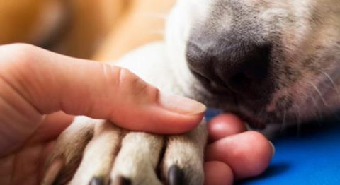 &Psi;&eta;&phi;ί&sigma;&tau;&eta;&kappa;&alpha;&nu; &delta;ύ&omicron; &tau;&rho;&omicron;&pi;&omicron;&pi;&omicron;&iota;ή&sigma;&epsilon;&iota;&sigmaf; &gamma;&iota;&alpha; &tau;&omicron;&nu; &pi;&epsilon;&rho;ί &sigma;&kappa;ύ&lambda;&omega;&nu; &nu;ό&mu;&omicron; &sigma;&epsilon; &xi;&epsilon;&chi;&omega;&rho;&iota;&sigma;&tau;έ&sigmaf; &psi;&eta;&phi;&omicron;&phi;&omicron;&rho;ί&epsilon;&sigmaf; &mu;&epsilon;&tau;ά &alpha;&pi;ό έ&nu;&tau;&omicron;&nu;&eta; &sigma;&upsilon;&zeta;ή&tau;&eta;&sigma;&eta;-Ό&sigma;&alpha; &alpha;&lambda;&lambda;ά&zeta;&omicron;&upsilon;&nu;