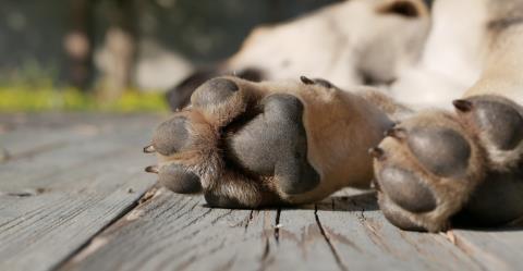 &Alpha;&nu;&tau;&iota;&delta;&rho;ά&sigma;&epsilon;&iota;&sigmaf; &gamma;&iota;&alpha; &tau;&rho;&omicron;&pi;&omicron;&pi;&omicron;&iota;ή&sigma;&epsilon;&iota;&sigmaf; &sigma;&tau;&omicron;&nu; &Pi;έ&rho;&iota; &Sigma;&kappa;ύ&lambda;&omega;&nu; &Nu;ό&mu;&omicron;-&laquo;&Mu;&epsilon;&gamma;ά&lambda;&omicron; &lambda;ά&theta;&omicron;&sigmaf;, &delta;&epsilon;&nu; έ&chi;&omicron;&upsilon;&nu; &iota;&delta;έ&alpha; &tau;&iota; &gamma;ί&nu;&epsilon;&tau;&alpha;&iota; &sigma;&tau;&eta;&nu; &Kappa;ύ&pi;&rho;&omicron;&raquo;