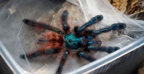 Γυναίκα ξέχασε σε τρένο στη Γερμανία πακέτο με 20 βραζιλιάνικες ταραντούλες