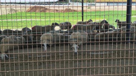 &Epsilon;&pi;&iota;&sigma;&tau;&omicron;&lambda;ή &alpha;&gamma;&rho;&omicron;&tau;&iota;&kappa;ώ&nu; &omicron;&rho;&gamma;&alpha;&nu;ώ&sigma;&epsilon;&omega;&nu; &sigma;&epsilon; &Chi;&rho;&iota;&sigma;&tau;&omicron;&delta;&omicron;&upsilon;&lambda;ί&delta;&eta; &gamma;&iota;&alpha; &chi;&alpha;&lambda;ά&rho;&omega;&sigma;&eta; &pi;&rho;&omega;&tau;&omicron;&kappa;ό&lambda;&lambda;&omicron;&upsilon; &theta;&alpha;&nu;&alpha;&tau;ώ&sigma;&epsilon;&omega;&nu;-&laquo;&Alpha;&nu; &sigma;&upsilon;&nu;&epsilon;&chi;&iota;&sigma;&tau;&epsilon;ί ί&sigma;&omega;&sigmaf; &kappa;&alpha;&tau;&alpha;&sigma;&tau;&rho;&alpha;&phi;&epsilon;ί &omicron;&lambda;ό&kappa;&lambda;&eta;&rho;&eta; &eta; &kappa;&tau;&eta;&nu;