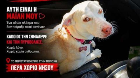 Καταγγελία για πυροβολισμό σκύλου στο Πέρα Χωριό-Τραυματίστηκε και μεταφέρθηκε σε κτηνίατρο