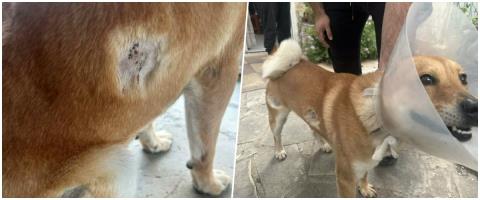 Νέο περιστατικό πυροβολισμού σκύλου στη Λευκωσία-«Η καθυστέρηση στη διερεύνηση επέτρεψε τη συνέχιση των εγκληματικών ενεργειών» (pics)