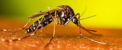 Σκαμπανεβάσματα στη θερμοκρασία φέρνουν έξαρση κουνουπιών-Σε επιφυλακή ενόψει καλοκαιριού οι Υγειονομικές Υπηρεσίες