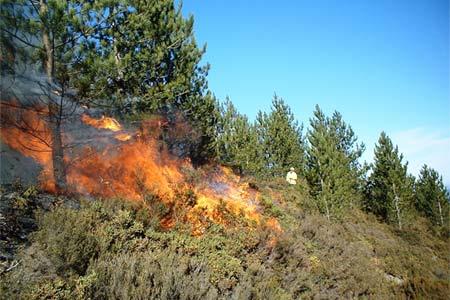 Η πρόληψη και καταστολή δασικών πυρκαγιών στο επίκεντρο συζήτησης αρμοδίων