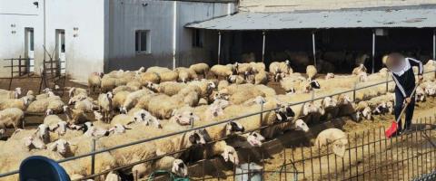 Ανησυχούν για επάρκεια κρέατος μικρά κρεοπωλεία, καθησυχάζει ο Σύνδεσμος-Τη Δευτέρα στις Κτηνιατρικές οι κτηνοτρόφοι, βλέπουν Γρηγορίου