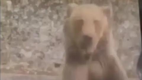 &Tau;&rho;&omicron;&mu;&alpha;&kappa;&tau;&iota;&kappa;ό &beta;ί&nu;&tau;&epsilon;&omicron; &alpha;&pi;ό &tau;&eta; &Rho;&omicron;&upsilon;&mu;&alpha;&nu;ί&alpha;-&Eta; &sigma;&tau;&iota;&gamma;&mu;ή &pi;&omicron;&upsilon; &alpha;&rho;&kappa;&omicron;ύ&delta;&alpha; &epsilon;&pi;&iota;&tau;έ&theta;&eta;&kappa;&epsilon; &sigma;&epsilon; &tau;&omicron;&upsilon;&rho;ί&sigma;&tau;&alpha; ό&tau;&alpha;&nu; &pi;&rho;&omicron;&sigma;&pi;ά&theta;&eta;&sigma;&epsilon; &nu;&alpha; &tau;&eta;&nu; &tau;&alpha;ΐ&sigma;&epsilon;&iota; &pi;&alpha;&rho;ά&nu;&omicron;&mu;&alpha;