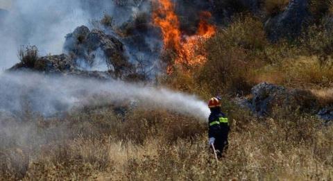 &Pi;&upsilon;&rho;&kappa;&alpha;&gamma;&iota;ά &sigma;&epsilon; ά&gamma;&rho;&iota;&alpha; &beta;&lambda;ά&sigma;&tau;&eta;&sigma;&eta; &kappa;&alpha;&iota; &alpha;&rho;&kappa;&epsilon;&tau;έ&sigmaf; &delta;&iota;ά&sigma;&pi;&alpha;&rho;&tau;&epsilon;&sigmaf; &pi;ά&lambda;&epsilon;&sigmaf; &sigma;&alpha;&nu;&omicron;ύ &mu;&epsilon;&tau;&alpha;&xi;ύ &Alpha;&lambda;&alpha;&mu;&iota;&nu;&omicron;ύ &kappa;&alpha;&iota; &Kappa;&omicron;&phi;ί&nu;&omicron;&upsilon; &kappa;&alpha;&tau;έ&kappa;&alpha;&psi;&epsilon; έ&xi;&iota; &epsilon;&kappa;&tau;ά&rho;&iota;&alpha;