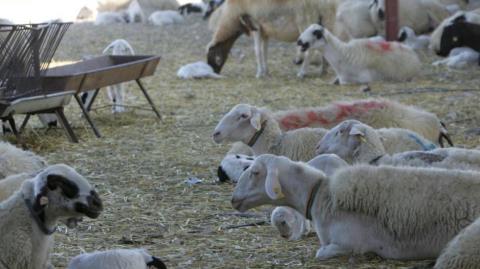 &Alpha;ί&tau;&eta;&mu;&alpha; &gamma;&iota;&alpha; έ&kappa;&tau;&alpha;&kappa;&tau;&eta; &omicron;&iota;&kappa;&omicron;&nu;&omicron;&mu;&iota;&kappa;ή &sigma;&tau;ή&rho;&iota;&xi;&eta; &kappa;&alpha;&tau;&alpha;&theta;έ&tau;&omicron;&upsilon;&nu; &alpha;&iota;&gamma;&omicron;&pi;&rho;&omicron;&beta;&alpha;&tau;&omicron;&tau;&rho;ό&phi;&omicron;&iota; &lambda;ό&gamma;&omega; &alpha;&phi;&theta;ώ&delta;&omicron;&upsilon;&sigmaf; &pi;&upsilon;&rho;&epsilon;&tau;&omicron;ύ-Έ&sigma;&tau;&epsilon;&iota;&lambda;&alpha;&nu; &epsilon;&pi;&iota;&sigma;&tau;&omicron;&lambda;ή &sigma;&tau;&eta;&nu; &Pi;&alpha;&nu;&alpha;&gamma;&iota;ώ&tau;&omicron;&upsilon;