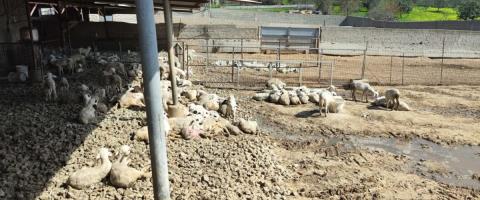 &Alpha;&xi;&iota;&omicron;&lambda;&omicron;&gamma;&epsilon;ί &tau;&omicron; &alpha;ί&tau;&eta;&mu;&alpha; &alpha;&iota;&gamma;&omicron;&pi;&rho;&omicron;&beta;&alpha;&tau;&omicron;&tau;&rho;ό&phi;&omega;&nu; &gamma;&iota;&alpha; έ&kappa;&tau;&alpha;&kappa;&tau;&eta; &omicron;&iota;&kappa;&omicron;&nu;&omicron;&mu;&iota;&kappa;ή &sigma;&tau;ή&rho;&iota;&xi;&eta; &tau;&omicron; &Upsilon;&pi;. &Gamma;&epsilon;&omega;&rho;&gamma;ί&alpha;&sigmaf;-&laquo;&Sigma;&tau;ό&chi;&omicron;&sigmaf; &eta; &alpha;&pi;&omicron;&tau;&epsilon;&lambda;&epsilon;&sigma;&mu;&alpha;&tau;&iota;&kappa;ή &pi;&rho;&omicron;&sigma;&tau;&alpha;&sigma;ί&alpha; &tau;&omicron;&upsilon; &zeta;&omega;&iota;&kappa;&omicron;ύ